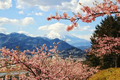 Flowers on tree mountains against sky