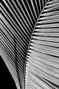 Close-up of palm leaf against black background