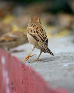 Close-up of bird perching on retaining wall