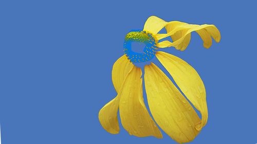 Close-up of yellow flower against blue sky