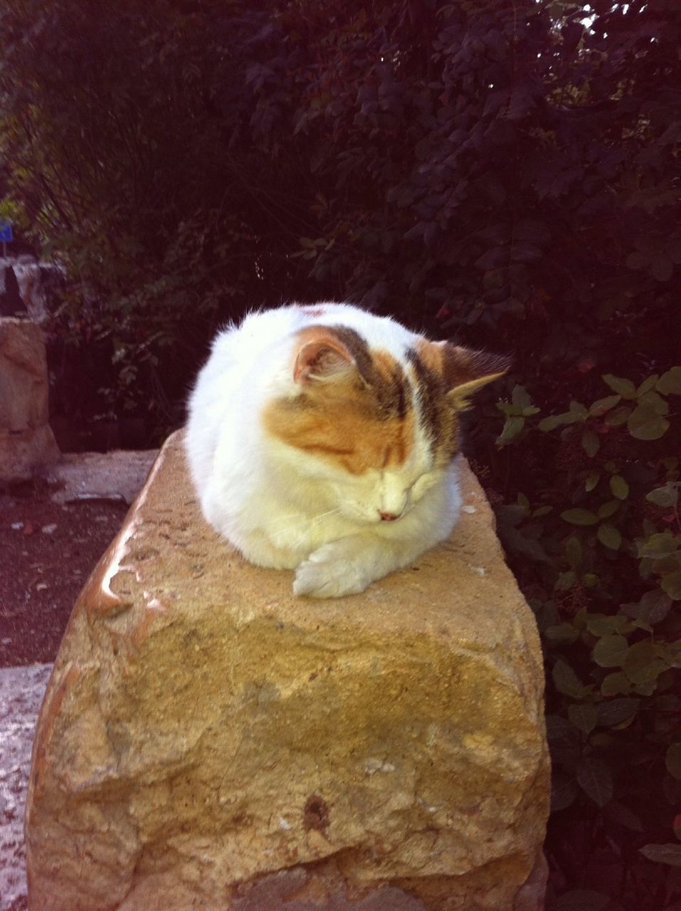 animal themes, one animal, domestic animals, mammal, relaxation, pets, sitting, no people, close-up, nature, outdoors, full length, day, rock - object, resting, cute, high angle view, sleeping, white color, focus on foreground