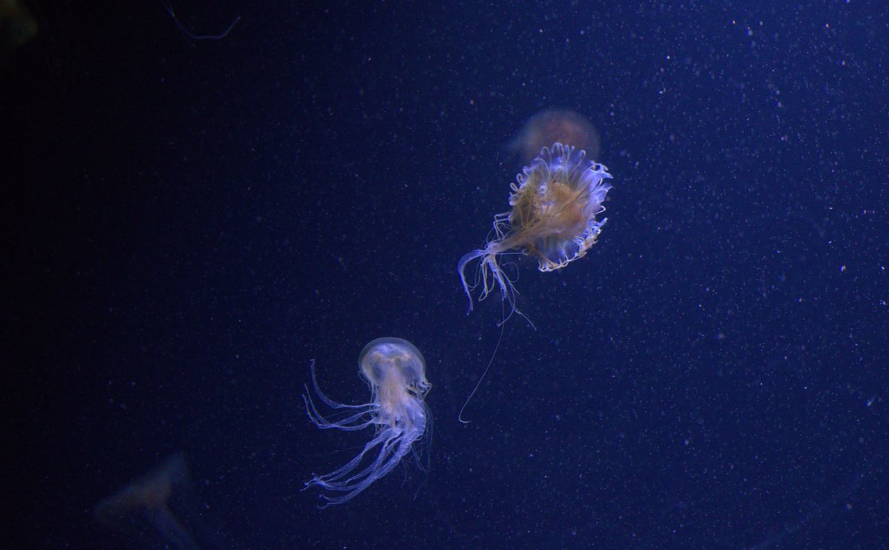 blue, jellyfish, underwater, water, animals in the wild, swimming, animal themes, sea life, no people, beauty in nature, undersea, nature, galaxy, outdoors, day