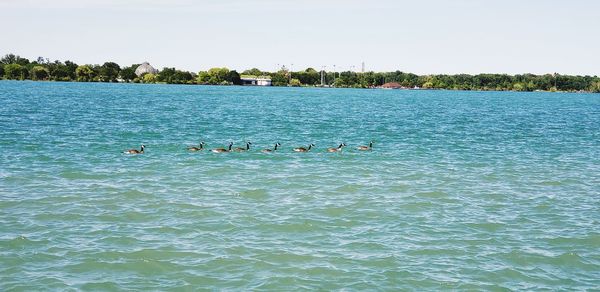 View of ducks swimming in lake