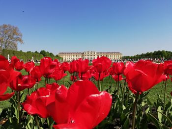 Close-up of red flowering plants on field against sky