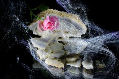 Close-up of rose flower over black background