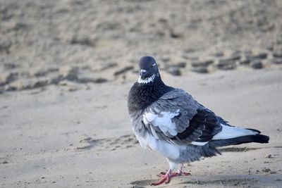 Close-up of pigeon perching on sand