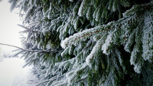 Snow covered trees