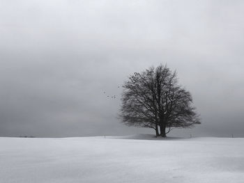 Bare tree on snow covered land