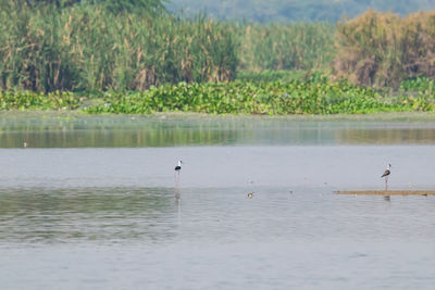 Birds swimming in lake