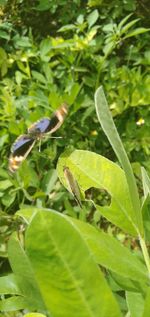 Close-up of insect on plant