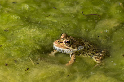 Frog in a lake