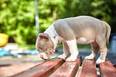 Close-up of a dog