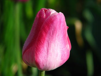 Close-up of pink tulip