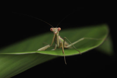 Close-up of insect on leaf against black background