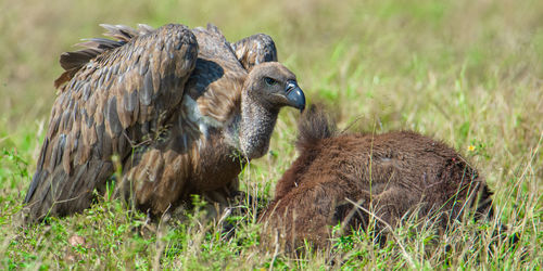 Side view of birds on field