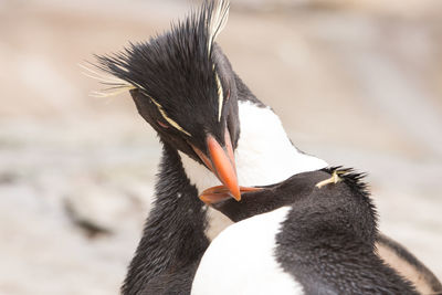 Close-up of a bird