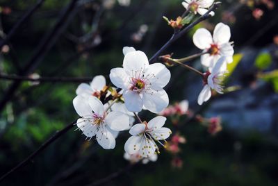 Close-up of apple blossoms in spring