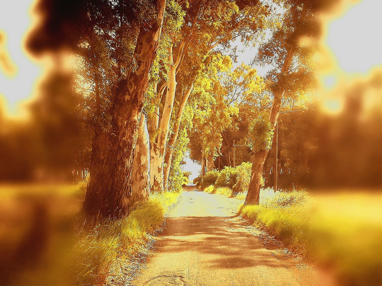 FOOTPATH PASSING THROUGH TREES