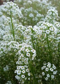 Close-up of white flowers blooming outdoors