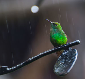 Close-up of bird perching on leaf