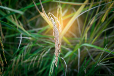 Close-up of crops on field