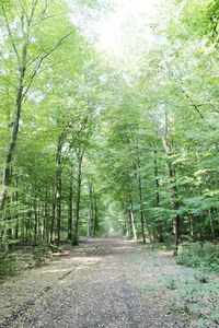 Footpath in forest