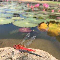 Close-up of red water on lake