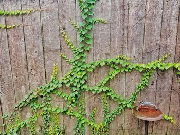 Close-up of ivy on wall