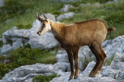 Chamois in biokovo nature park, croatia