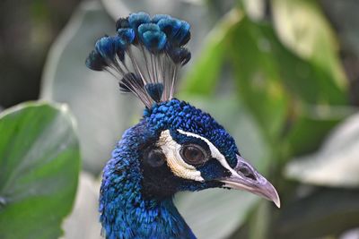 Close-up of a peacock