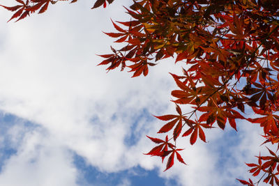 Low angle view of maple tree against sky