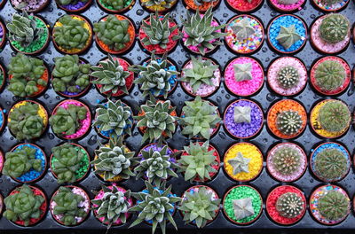 Full frame shot of potted plants