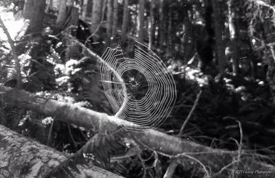 Close up of a spider web