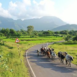 Bullocks on road