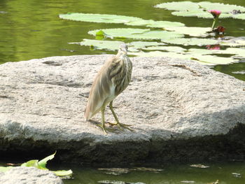 Bird perching on rock by lake