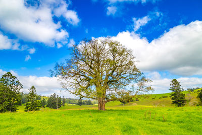 Tree on field against sky