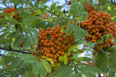 Low angle view of fruits hanging on tree