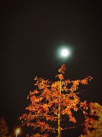 Low angle view of tree at night