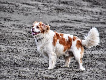 View of a dog on the beach