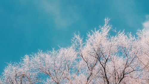 Low angle view of flower tree against sky