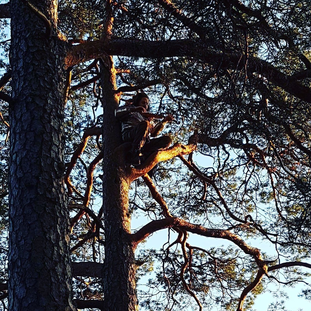 LOW ANGLE VIEW OF TREE TRUNK