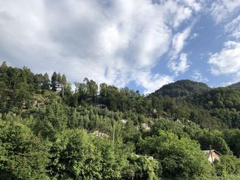 Scenic view of forest against sky