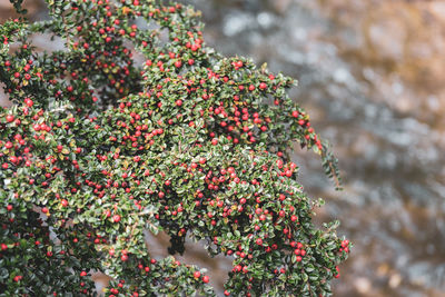 Close-up of red berries growing on tree