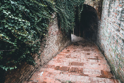 Footpath by wall in forest