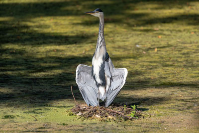 Bird on a field