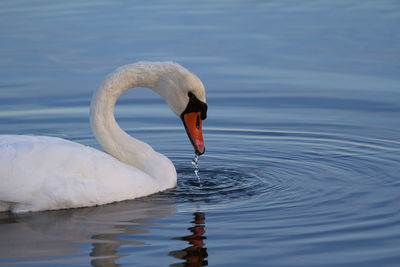 Swan swimming in lake