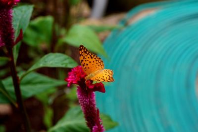 Close-up of butterfly pollinating on flower