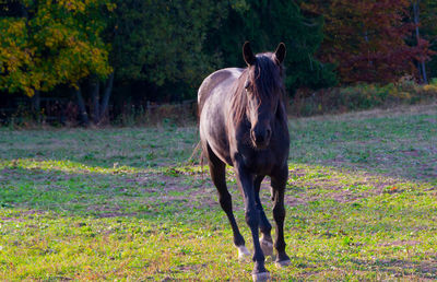 Horse standing in a field