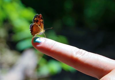 Close-up of butterfly on finger