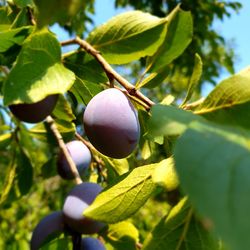 Close-up of fruit growing on tree